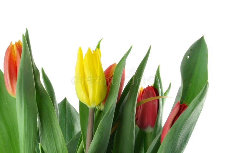 Bouquet of colorful tulips on white
