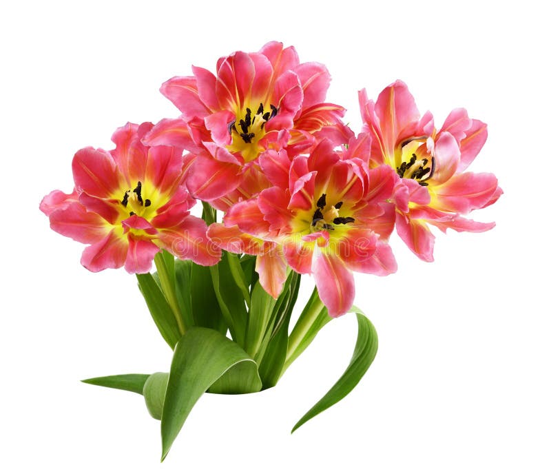 Bouquet of coral tulip flowers isolated on white royalty free stock photo