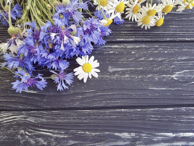 Bouquet of cornflowers, border daisy fresh petal natural chamomile on a black wooden background beauty stock photography Bouquet of cornflowers, border daisy fresh petal natural chamomile on a black wooden background beauty stock photography
