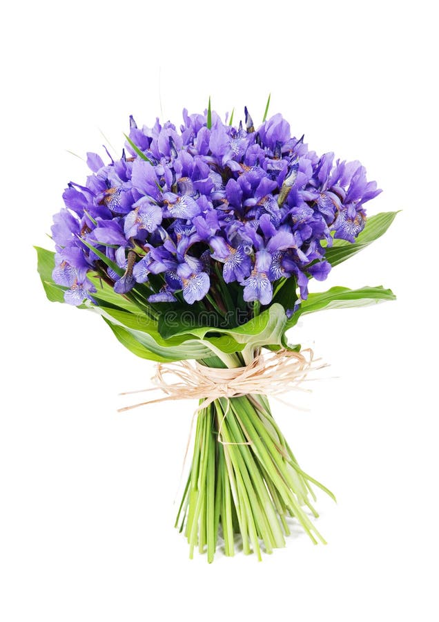 Bouquet D'iris De Fleurs Image libre de droits Image 23257706