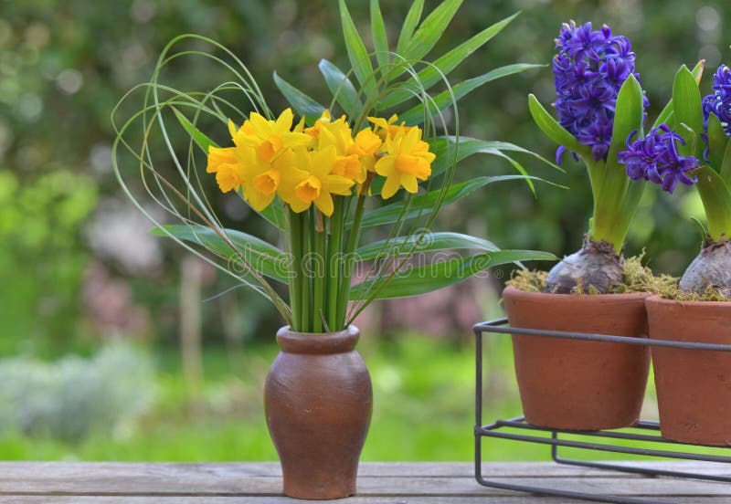 Daffodils and Hyacinth Potted on a Table in a Garden Stock Image