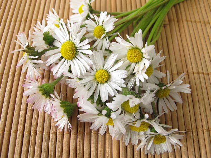 Bouquet of daisies stock image. Image of valentines, flower 37844397