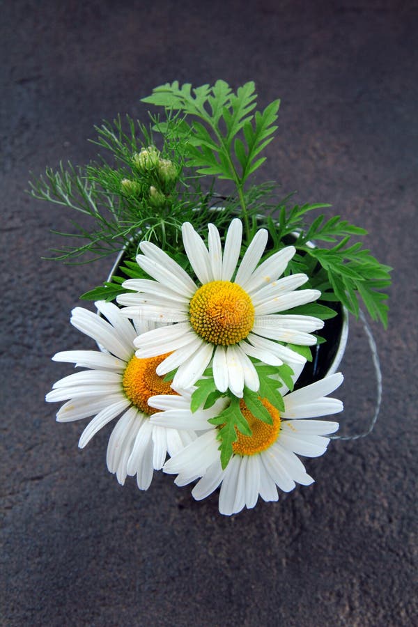 Bouquet Of Daisies In A Glass Vase On Blue Background. Empty Place For