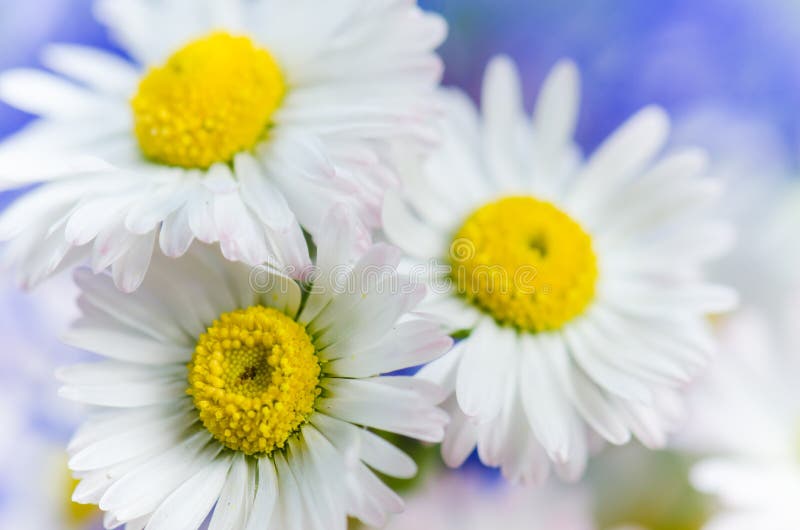 Bouquet of Daisies in a Clay Jug and Strawberries with Pears Stock