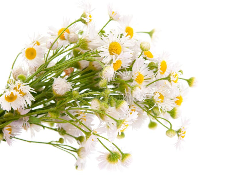 Bouquet of daisies stock image. Image of fragrant, blossom 14503523