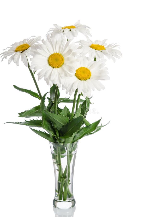 Bouquet of Daisies in Glass Vase Stock Image Image of glass, camomile