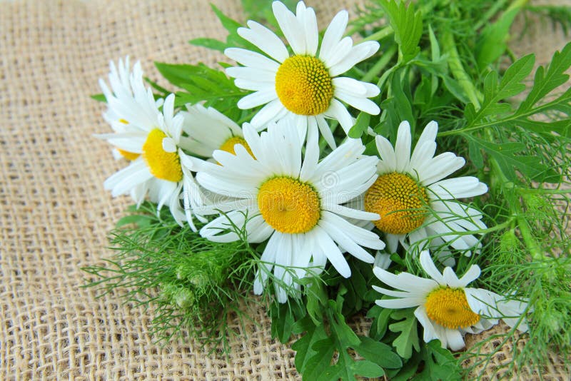 Bouquet of Daisies on the Linen Bag Stock Image Image of color, group