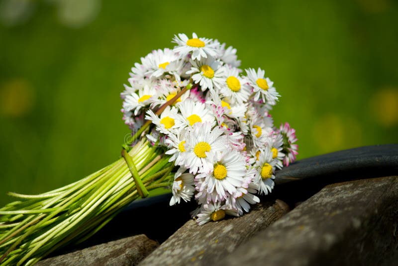 Bouquet of daisies stock image. Image of outdoor, summer 39439035