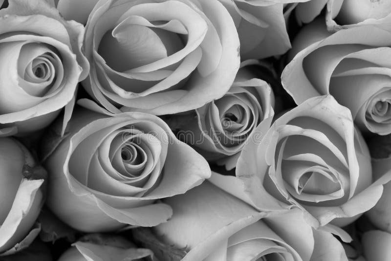 Bouquet De Fleur De Rose, Couleur Noire Et Blanche Image