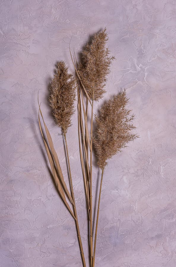 Bouquet De Flores Secas Naturais De Junco Em Betão Imagem de Stock - Imagem de planta, pastel: 207556783 Bouquet De Flores Secas Naturais De Junco Em Betão Imagem de Stock - Imagem de planta, pastel: 207556783