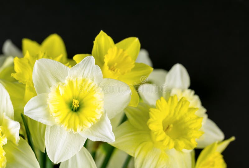 Bouquet De Mariage De Jonquille De Ressort Photo stock - Image du