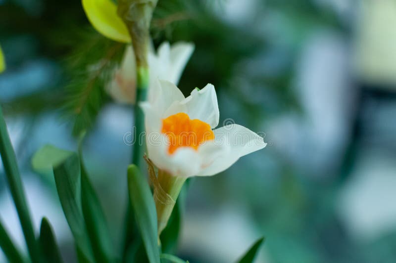 Bouquet De Narcisses Corolle Blanche Avec Une Couronne Orange Centrale  Image stock - Image du fleur, ressort: 171833395