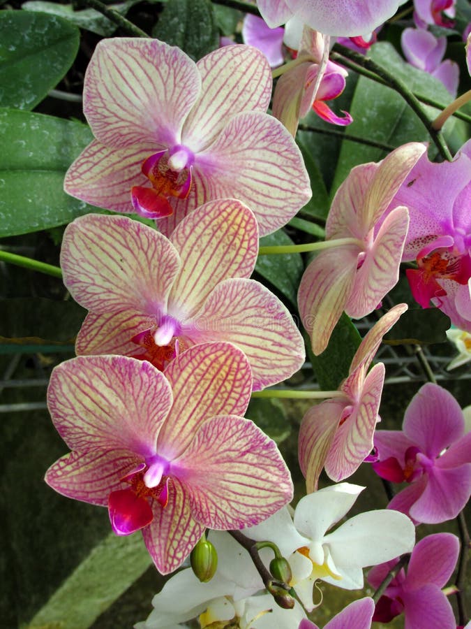 Bouquet de Phalaenopsis rose d'orchid?e sur un fond des feuilles dans un jardin tropical images stock Bouquet de Phalaenopsis rose d'orchid?e sur un fond des feuilles dans un jardin tropical images stock