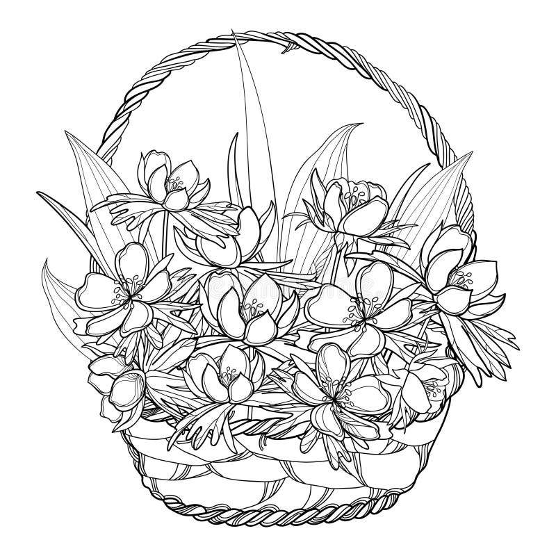 Vector spring bouquet with outline Eranthis or winter aconite flower and leaves in basket in black isolated on white background. Floral bunch with contour Eranthis for coloring book. Vector spring bouquet with outline Eranthis or winter aconite flower and leaves in basket in black isolated on white background. Floral bunch with contour Eranthis for coloring book.