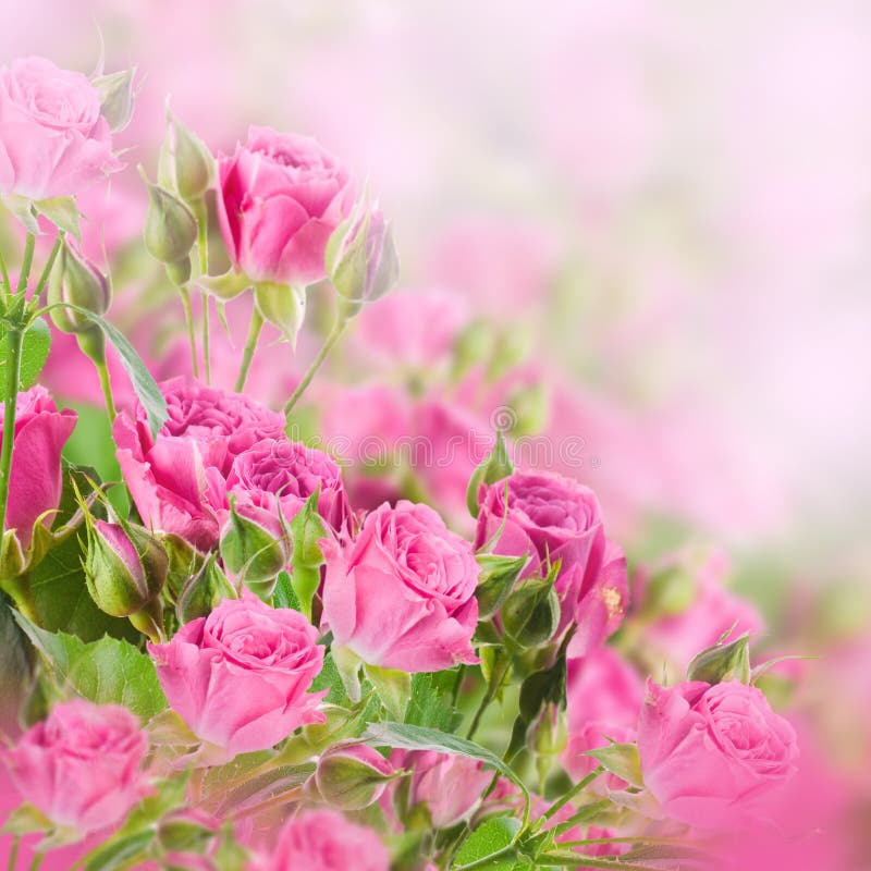 Bouquet of delicate roses, floral background