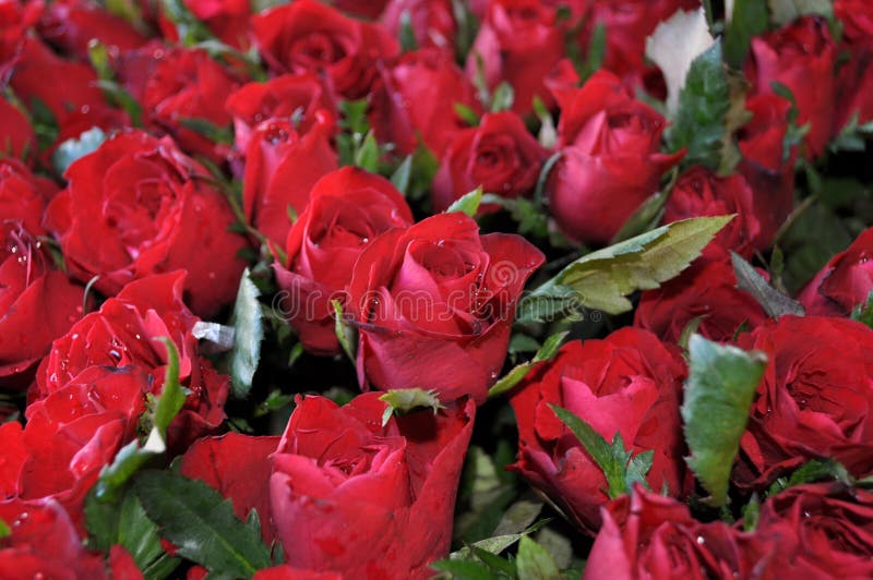 Bouquet des douzaines de belles roses rouges images stock Bouquet des douzaines de belles roses rouges images stock