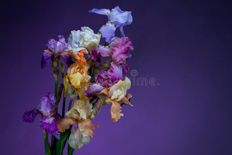 Bouquet des fleurs d'iris image stock. Image du foncé 25002099
