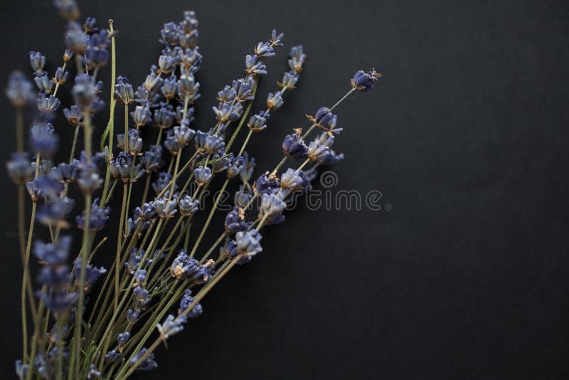 Bouquet des fleurs de lavande d'isolement sur le fond noir image stock Bouquet des fleurs de lavande d'isolement sur le fond noir image stock