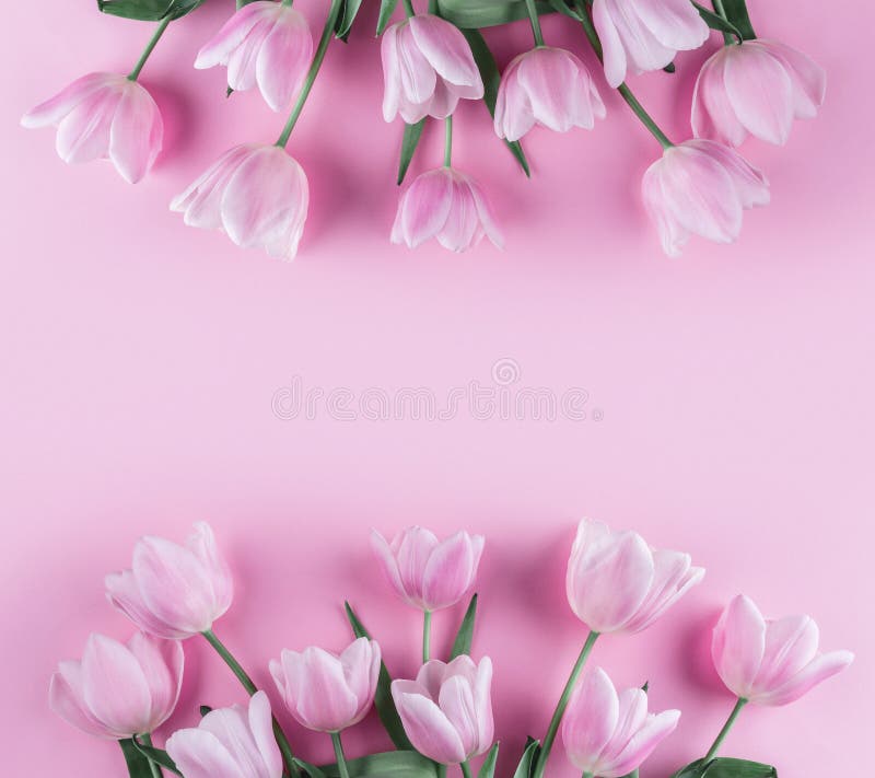 Bouquet des fleurs roses de tulipes sur le fond rose Ressort de attente Carte pour le jour de mères, le 8 mars, Joyeuses Pâques C image libre de droits