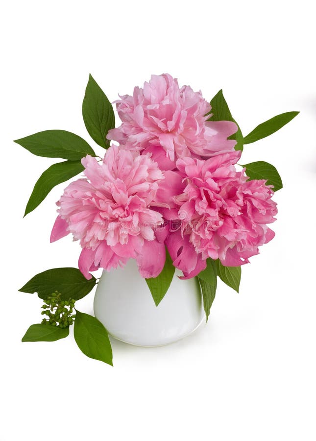 Bouquet des pivoines roses dans un vase sur un fond blanc image stock Bouquet des pivoines roses dans un vase sur un fond blanc image stock