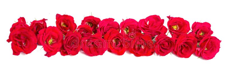 Bouquet des roses disposées à la forme d'un élément de frontière ou de conception pour des thèmes floraux
