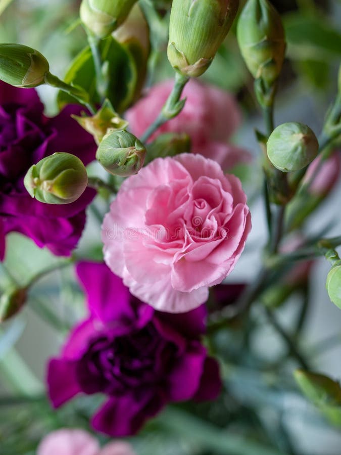Bouquet di fiori con fiori viola e rosa immagine stock