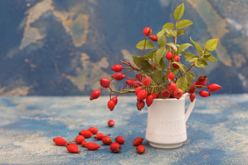 Bouquet di rami dell'anca di rosa pieno di frutti dell'anca di rosa fotografie stock libere da diritti