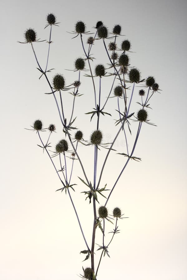 Bouquet of dried flowers stock image Bouquet of dried flowers stock image