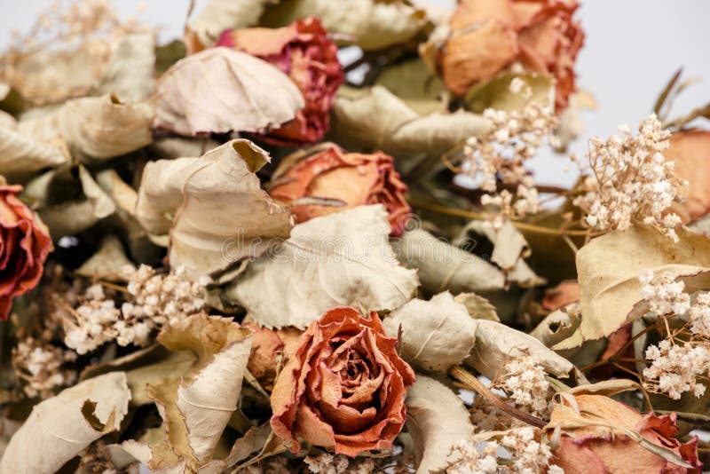 Bouquet of Dried Roses with Leaves Stock Image Image of dried, retro