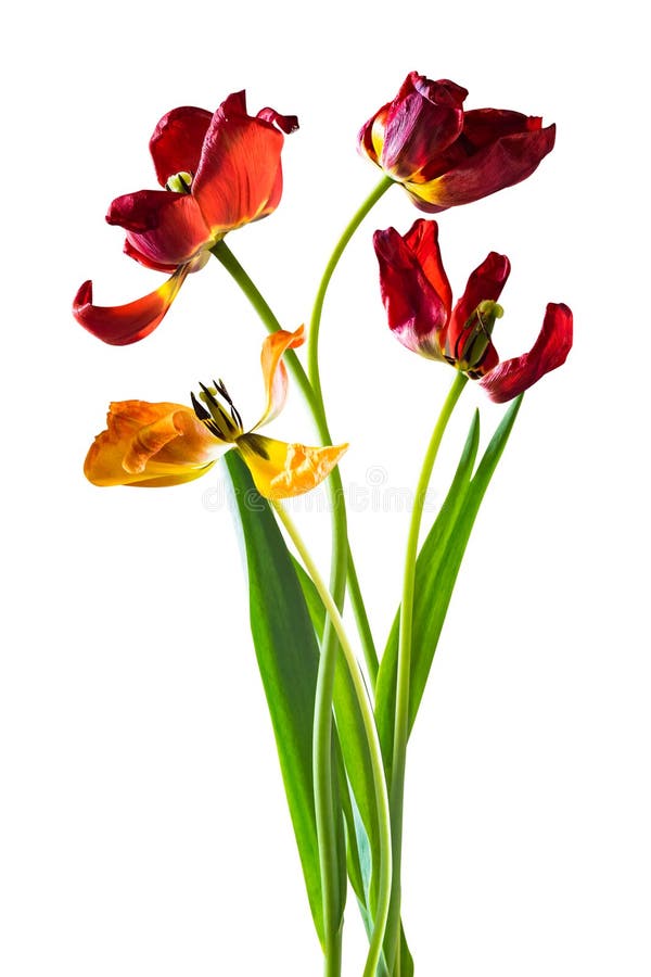 Bouquet of Dried Tulip Flowers Stock Photo Image of floral, collage