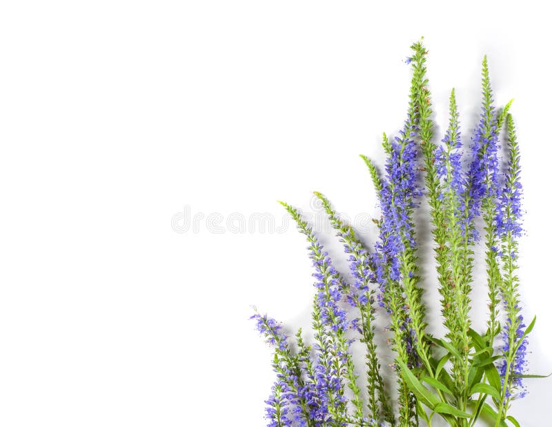 Bouquet of dried wild flowers on white table background