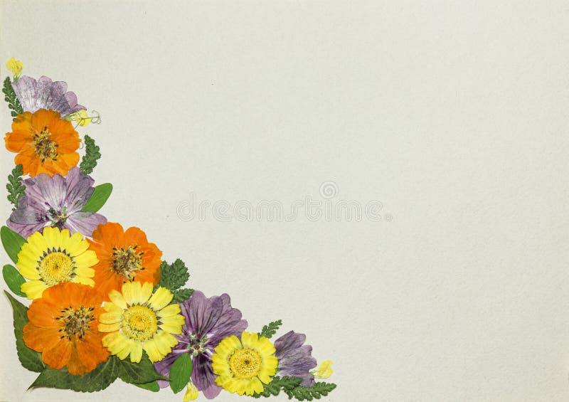 Bouquet of dry flowers on colored background. For cards, invitations, congratulations or greetings. Eco style. Element for.