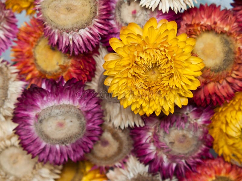 Bouquet of Dry Straw Flower(everlasting) Stock Image Image of dried