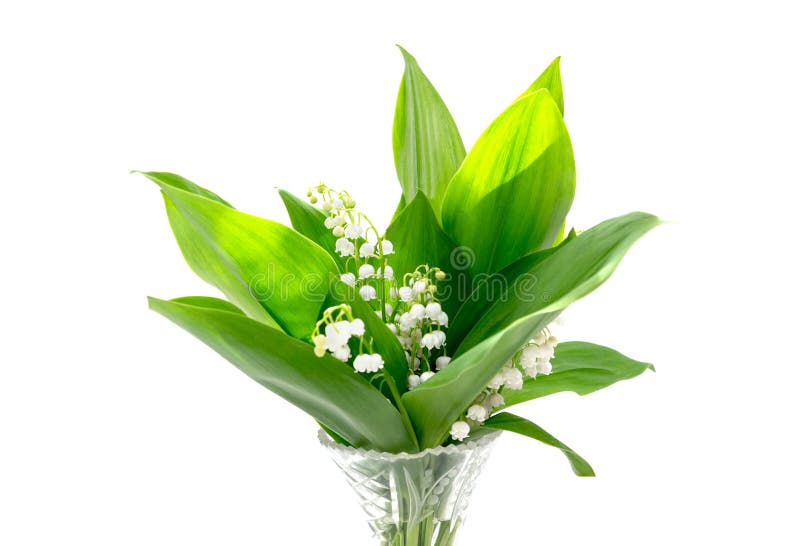 Bouquet Du Muguet Dans Un Vase Photo stock Image du ressort, vallée 65395454