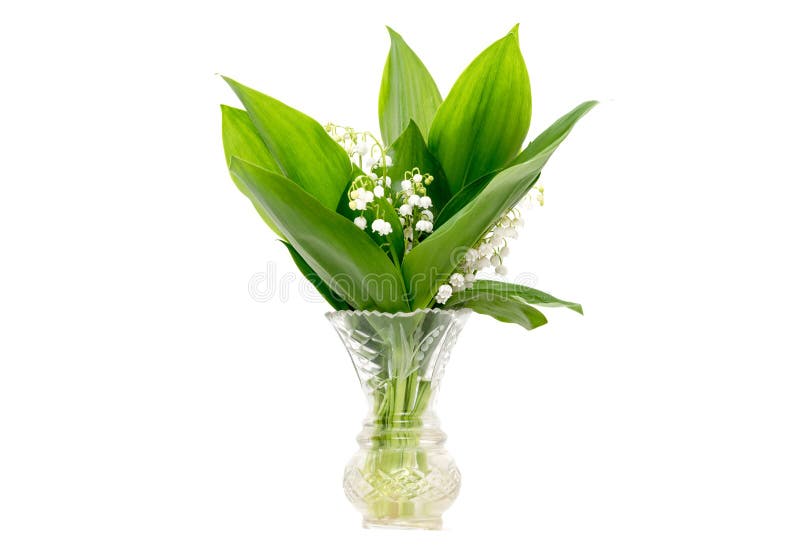 Bouquet Du Muguet Dans Un Vase Image stock Image du sauvage, beauté 65495269