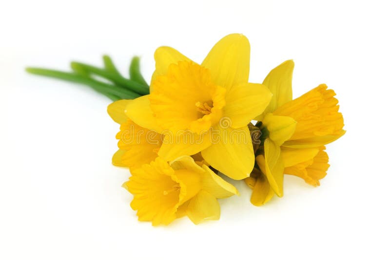 Bouquet du narcisse jaune image stock. Image du lame, narcisse 4559923