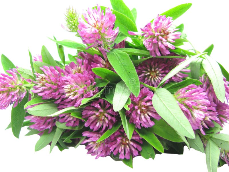 Bouquet of field clover flowers