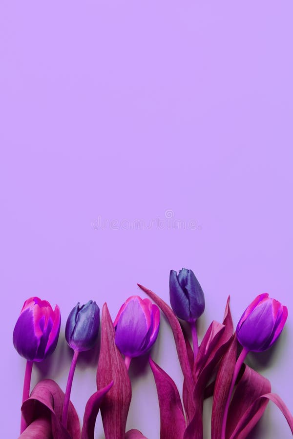 Bouquet of five colorful violet, purple and pink tulips on light purple background