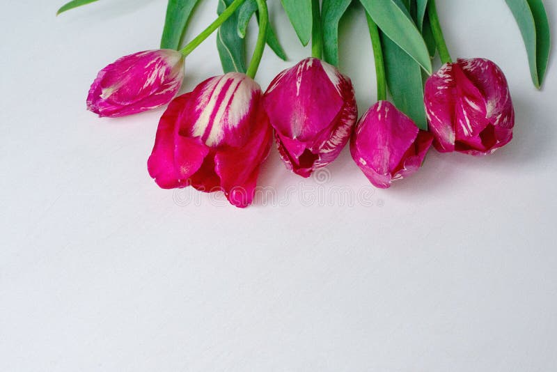 Bouquet Of Five Flowers Of Tulips On A White Background Stock Photo Image Of Fine Celebrate 149463862
