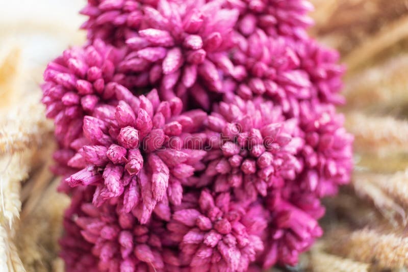 Flower, Pink, Purple, Violet Picture. Image 100552907