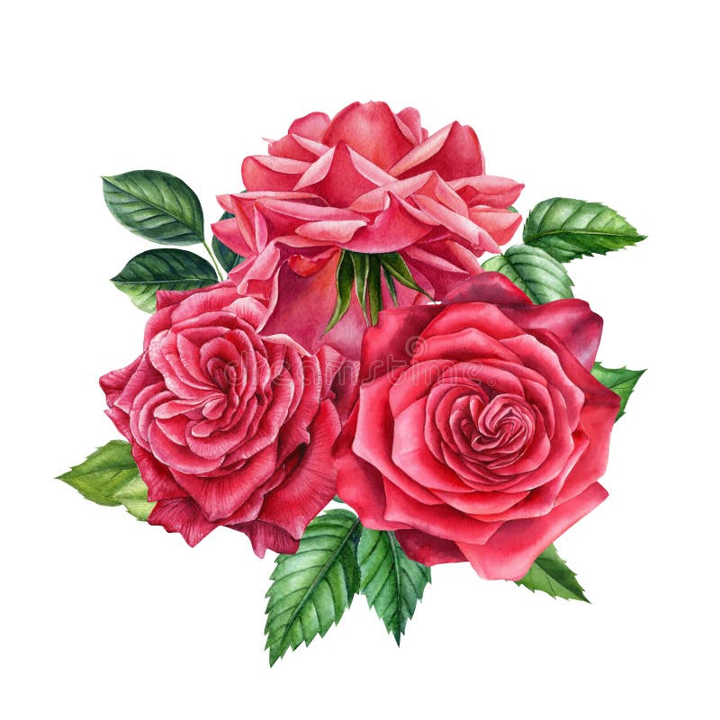 Bouquet of Flowers Red Rose on Isolated, White Background Watercolor ...