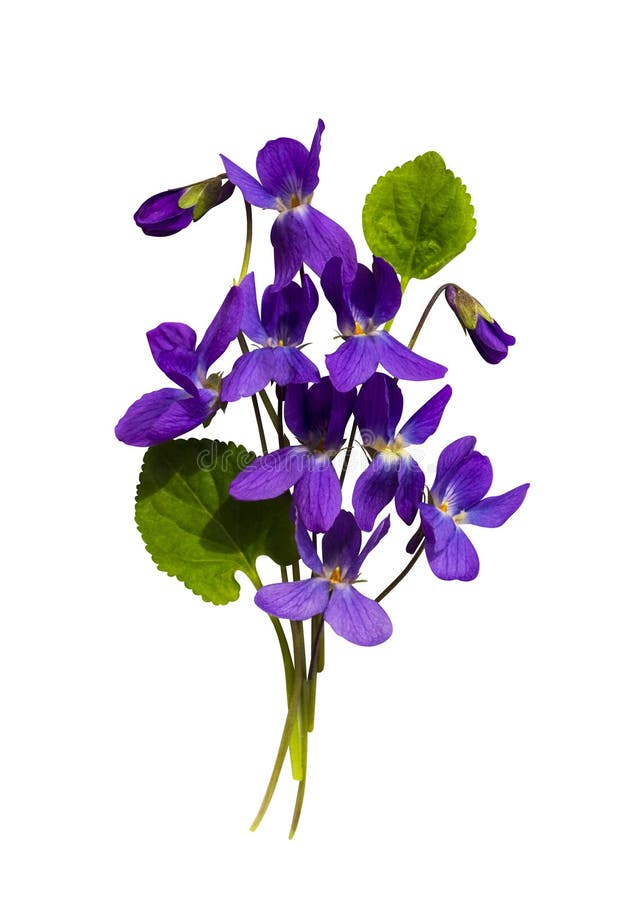 Bouquet of violets stock photo. Image of spring, flowers 21762066
