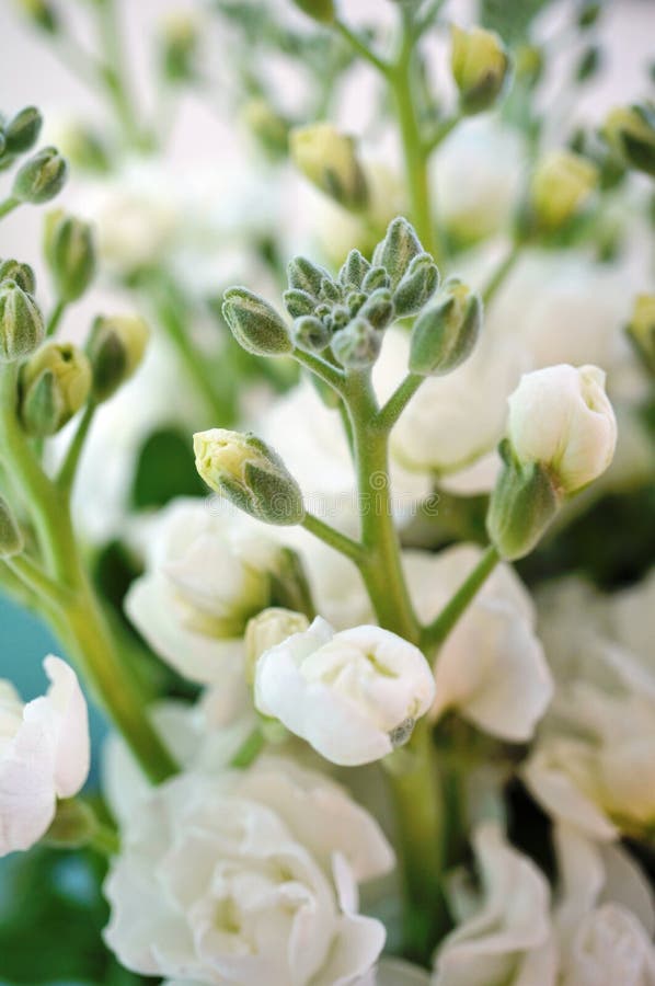 Bouquet of Fragrant White Stock Flowers (matthiola) Stock Photo Image