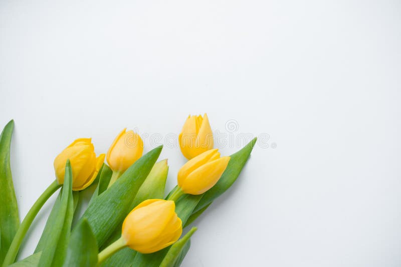 Bouquet of yellow tulips on abstract white background. Top horizontal view