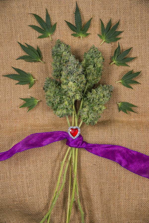 https://thumbs.dreamstime.com/b/bouquet-fresh-cannabis-flowers-mangolope-marijuana-strain-t-small-trimmed-wrapped-purple-ribbon-small-sugar-leaves-88305087.jpg