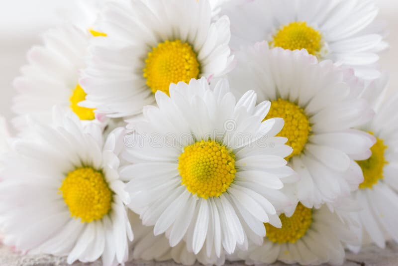 Bouquet of fresh daisies stock photo. Image of bright 74364388