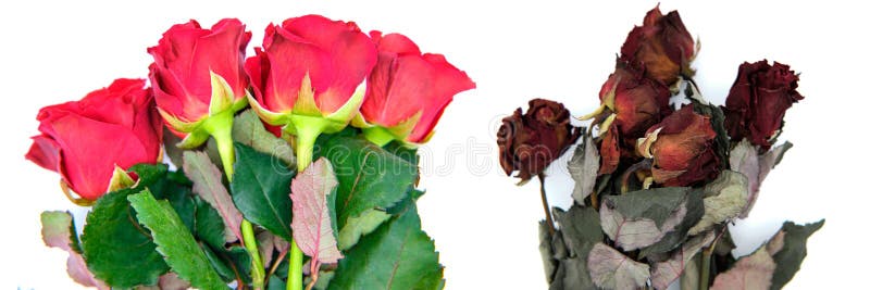 bouquet-fresh-dried-red-roses-white-isol