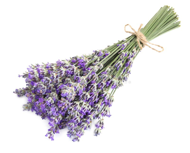 Bouquet Of Fresh Lavender Flowers On White Background, Top Stock Photo