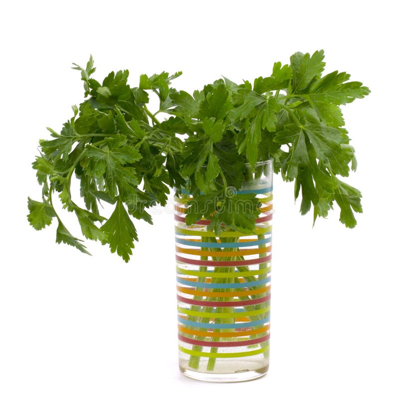 Bouquet of fresh parsley