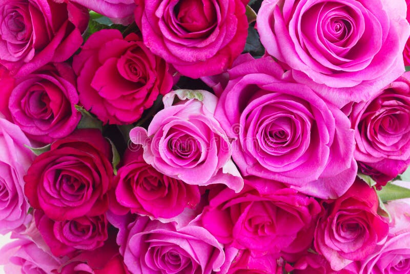 Bouquet Of Fresh Pink Roses Stock Image Image of holiday, plant 76458525
